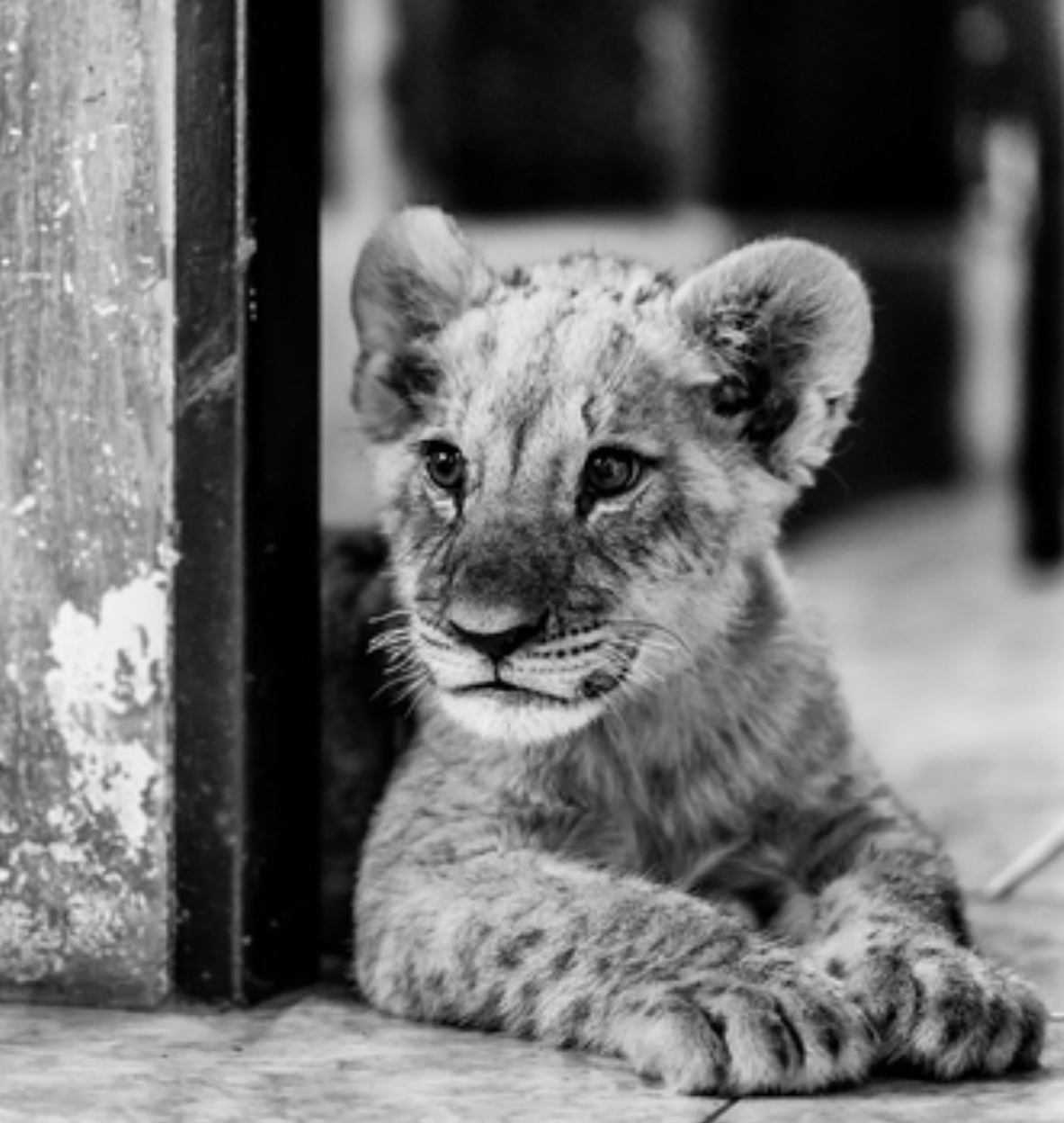 Generational Planning Law Office Of Elizabeth Basden